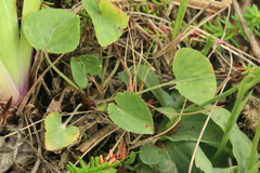 Viola sacchalinensis