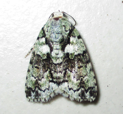 Blenina squamifera