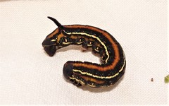 Coenotes eremophilae