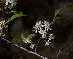 Prunus rivularis