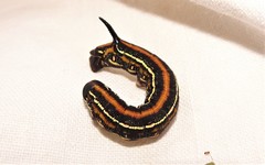 Coenotes eremophilae