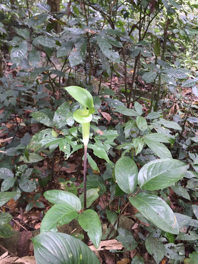 Arisaema balansae