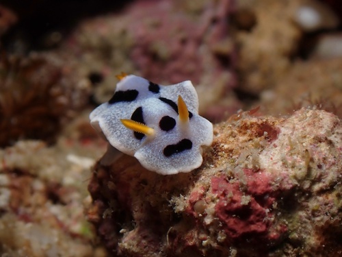Chromodoris alcalai