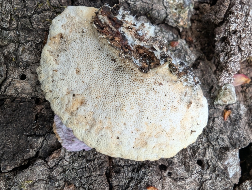 Trametes orientalis · April 2026 · photo: © atsushi_nakajima_cirque (iNaturalist, cc-by)