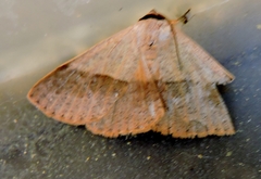 Ophyx ochroptera