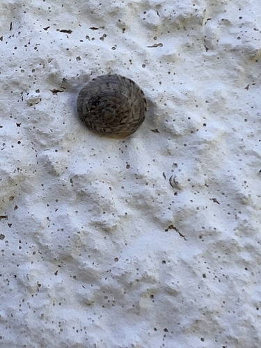 Xeroplexa intersecta