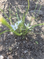 Ornithogalum refractum, photograph (c) Jakab Sándor, some rights reserved (CC BY-SA)