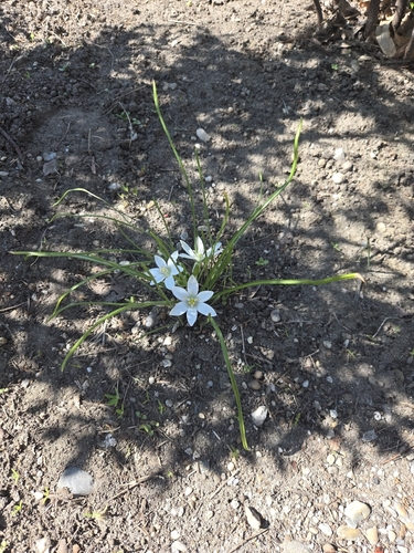 Ornithogalum refractum, photograph 5