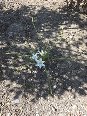 Ornithogalum refractum, photograph (c) Jakab Sándor, some rights reserved (CC BY-SA)