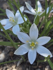 Ornithogalum refractum, photograph (c) Jakab Sándor, some rights reserved (CC BY-SA)
