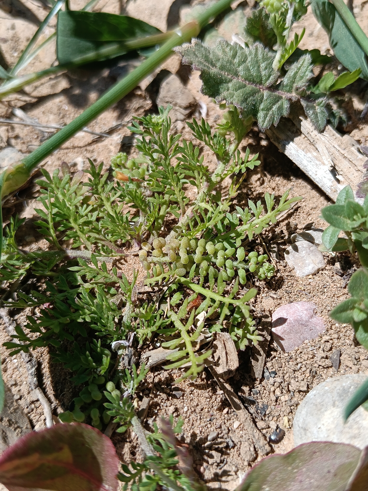 Lesser Swine-Cress (Lepidium didymum)
