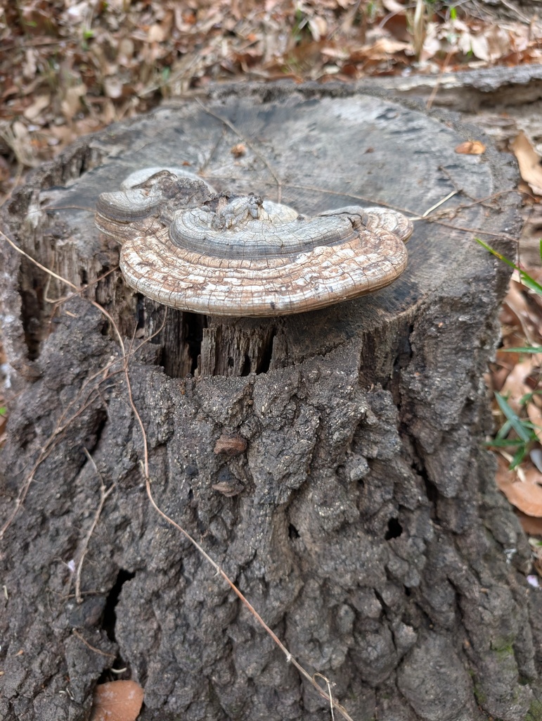 Ganoderma applanatum · April 2026 · photo: © atsushi_nakajima_cirque (iNaturalist, cc-by)