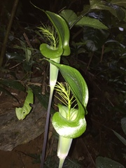 Arisaema balansae