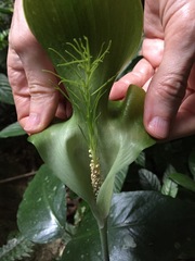 Arisaema balansae