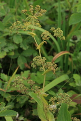 Bupleurum longiradiatum