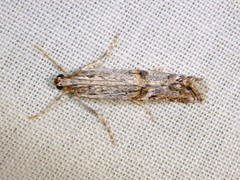 Hednota longipalpella