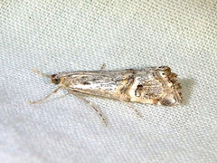 Hednota longipalpella
