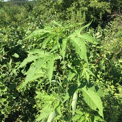 Ambrosia trifida trifida