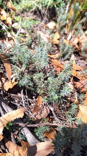 Honey-pots (Acrotriche serrulata)