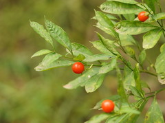 Solanum pseudocapsicum
