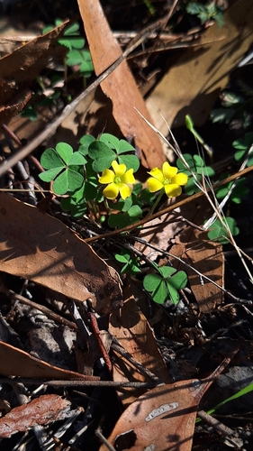 woody-root woodsorrel (Oxalis perennans)