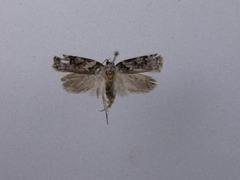 Izatha epiphanes