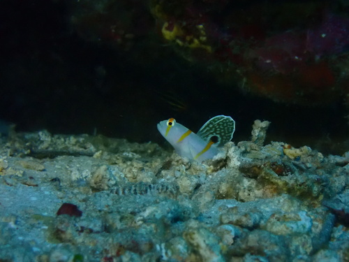 Amblyeleotris randalli