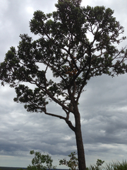 Vochysia thyrsoidea