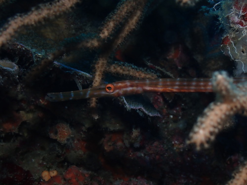 Aulostomus chinensis