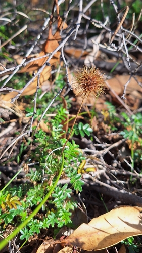 Biddy-biddy (Acaena novae)
