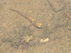 Rhinogobius duospilus