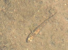 Rhinogobius duospilus