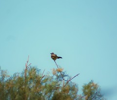 Tyrannus vociferans