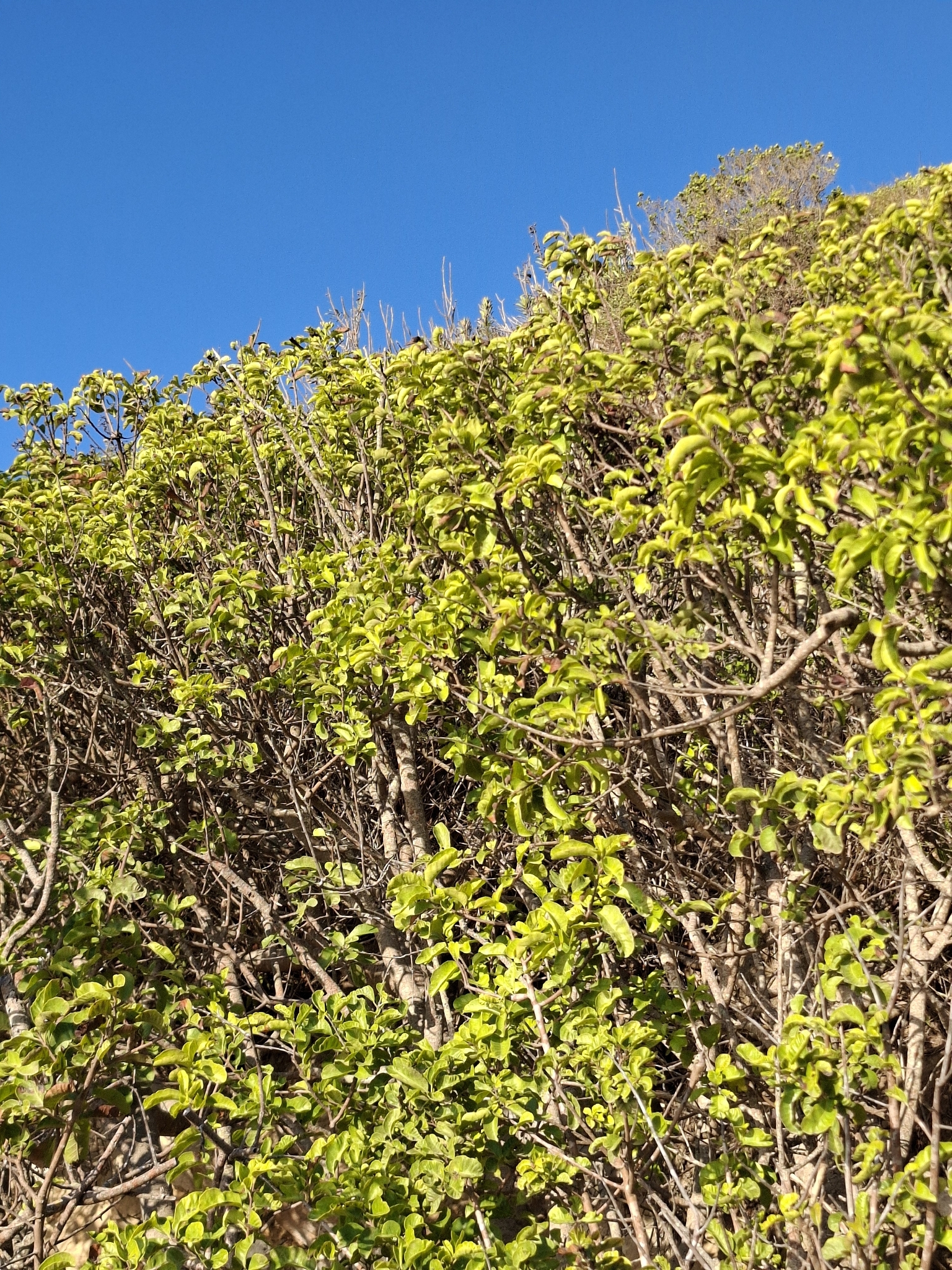 Schinus Latifolia (Schinus latifolia)