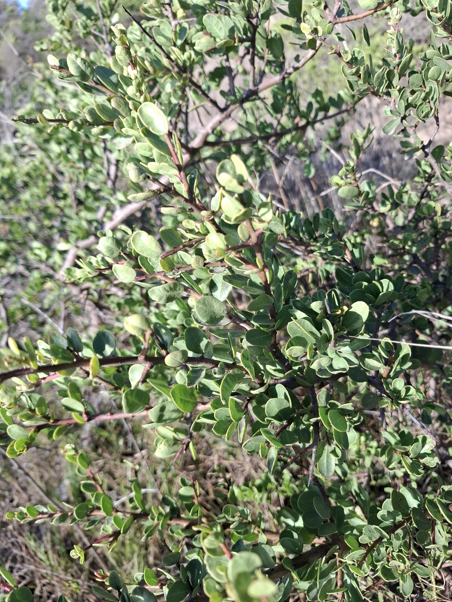 Molle (Schinus polygama)