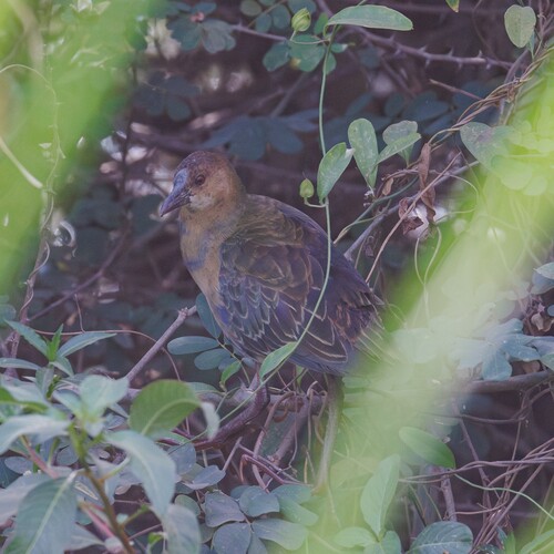 iNaturalist image