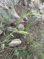 Gladiolus