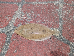 Neglected Flounder photo 2
