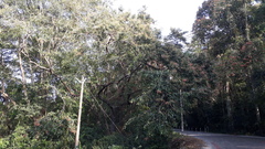 Terminalia paniculata