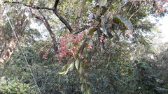 Terminalia paniculata