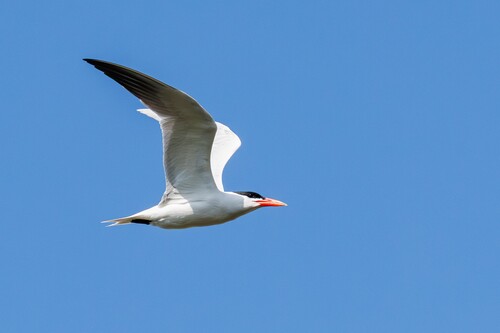 iNaturalist: (c) Lukas Sekelsky, some rights reserved (CC BY-NC), uploaded by Lukas Sekelsky iNaturalist image