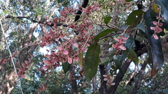 Terminalia paniculata