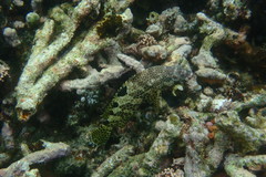 Epinephelus spilotoceps