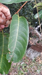 Terminalia paniculata