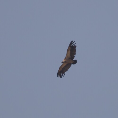 White-backed Vulture