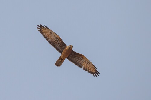 Grasshopper Buzzard