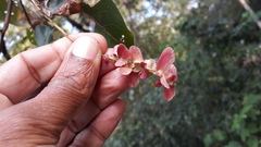 Terminalia paniculata