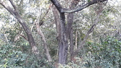 Terminalia paniculata