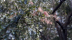 Terminalia paniculata