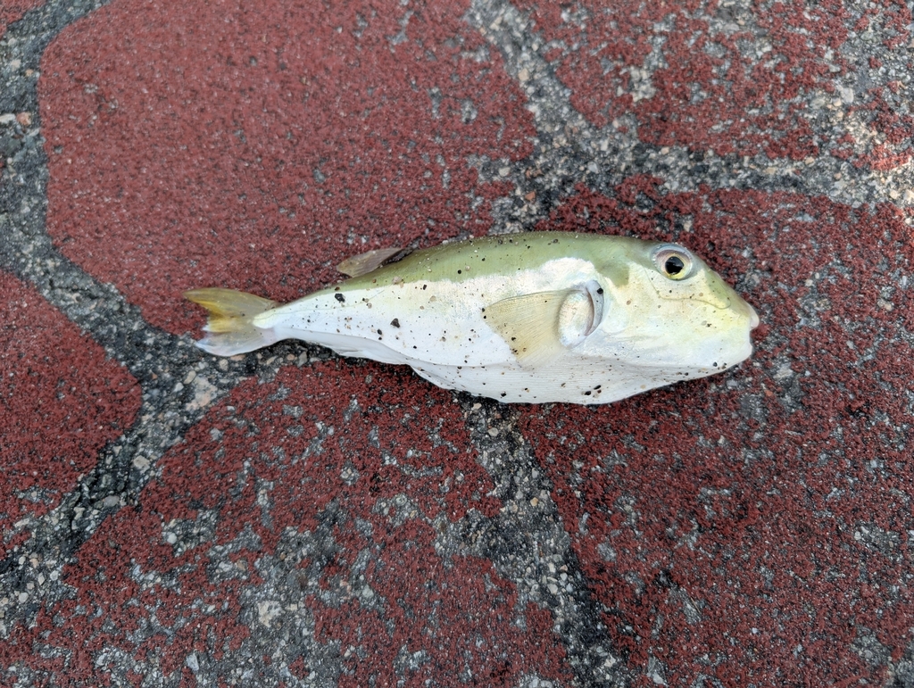 Blowfish (Lagocephalus lunaris) — Tetraodontidae